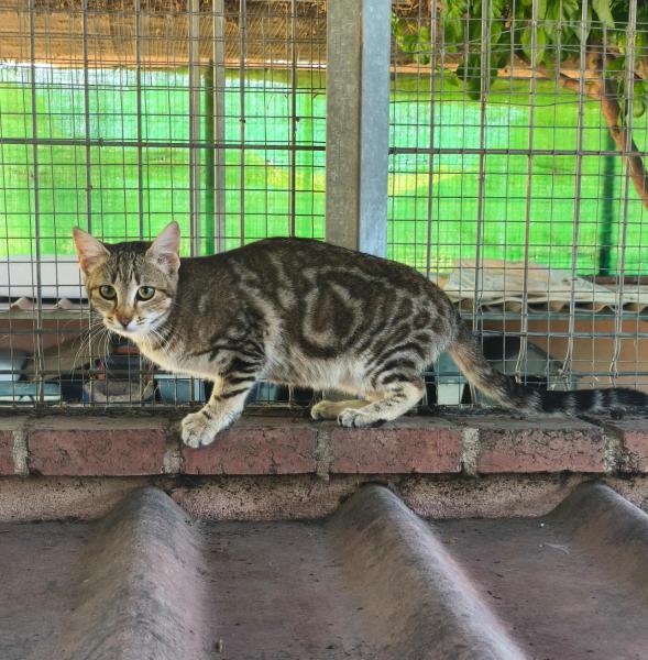 TIGRA