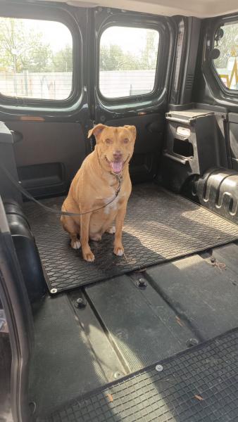 TYSON