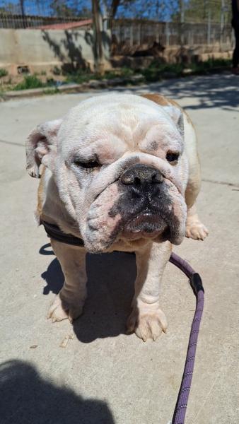 MAGGIE