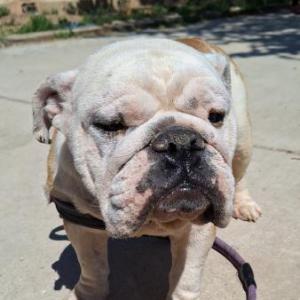 MAGGIE