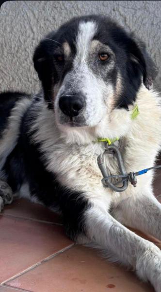 CASPIAN (BAL&Uacute;)
