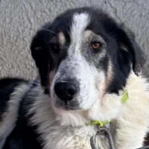 CASPIAN (BAL�)