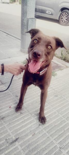 CLEO