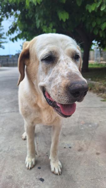 APOLO