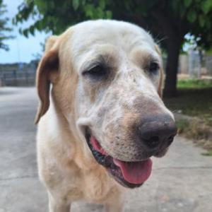 APOLO