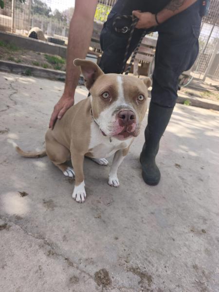 PERLA