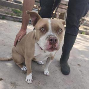 PERLA