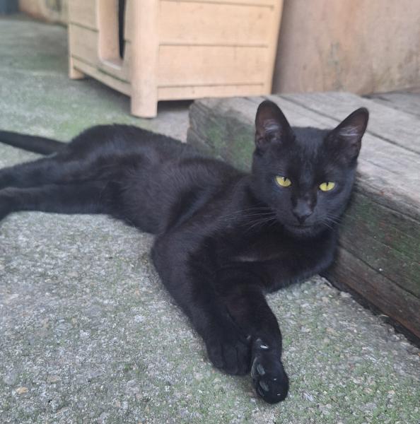 BAGHEERA