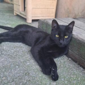 BAGHEERA