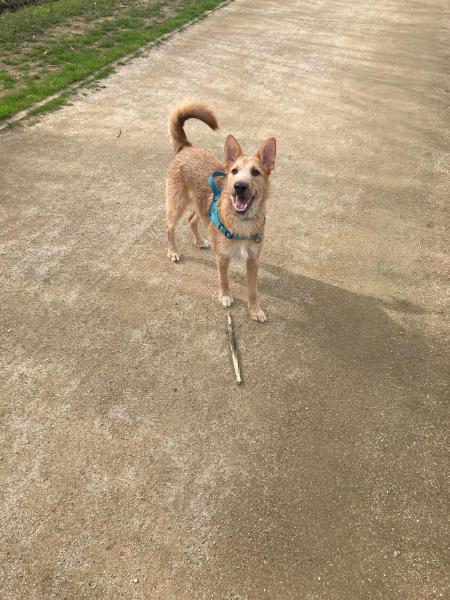 RINGO