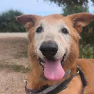 SIMBA (COSTE 0)