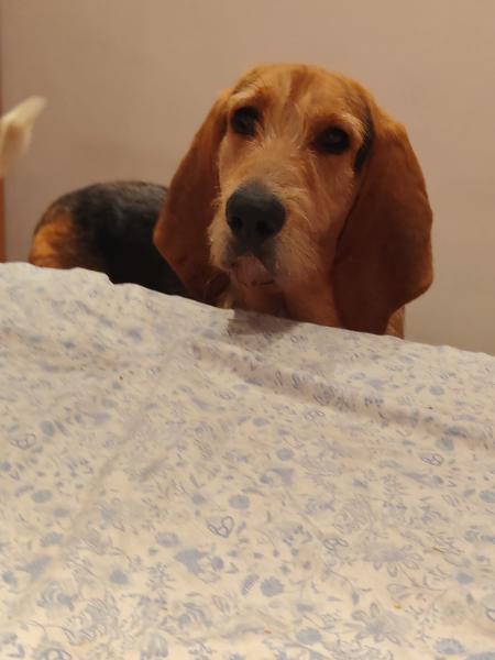 TEX